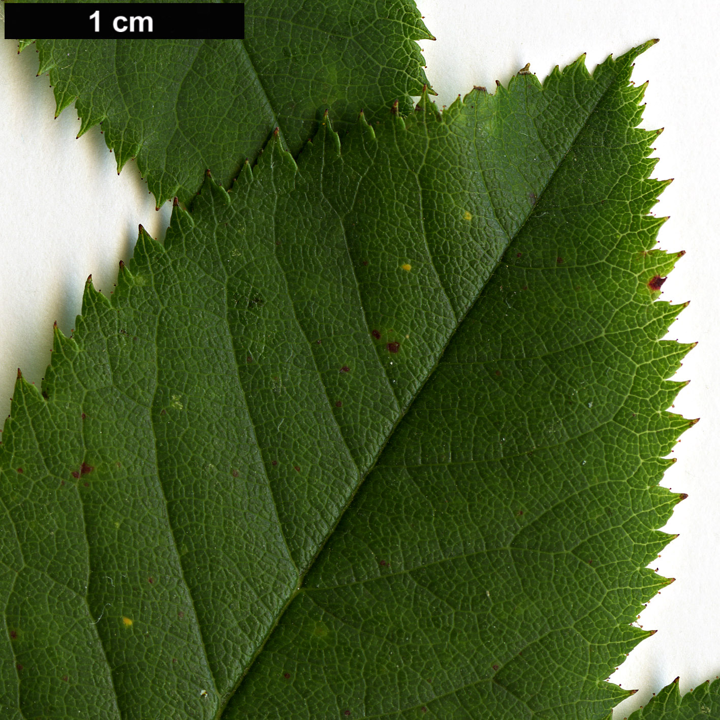 High resolution image: Family: Rosaceae - Genus: Rosa - Taxon: abietina High resolution image: Family: Rosaceae - Genus: Rosa - Taxon: abietina